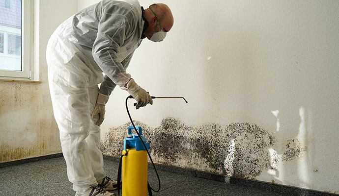 Expert Mold Cleanup Services in Dallas, TX