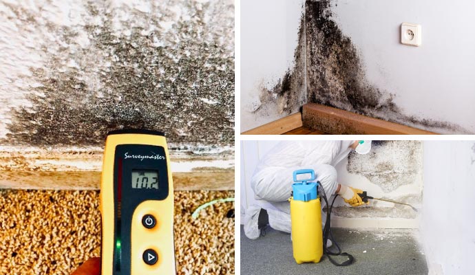 Collage of mold on walls, mold testing, and remediation service