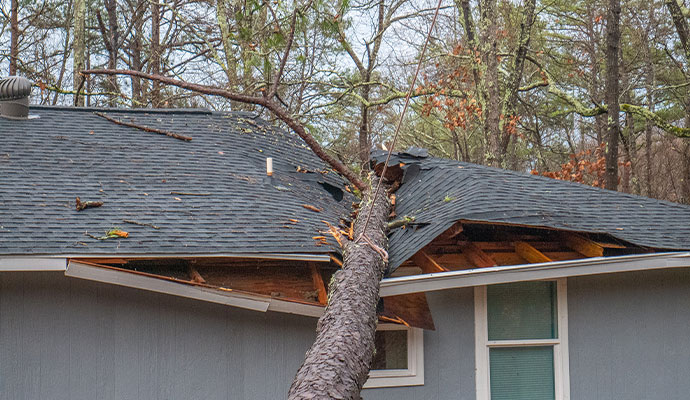 Disaster Damage Insurance