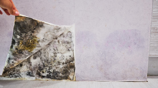 hidden molds in room