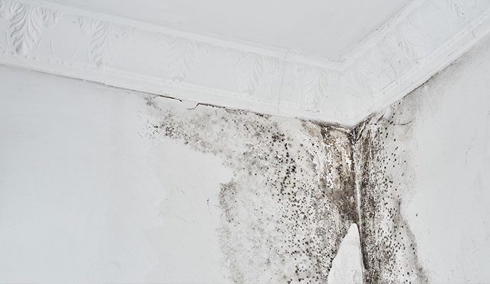 Mold Damage from Leak in DFW Buildings