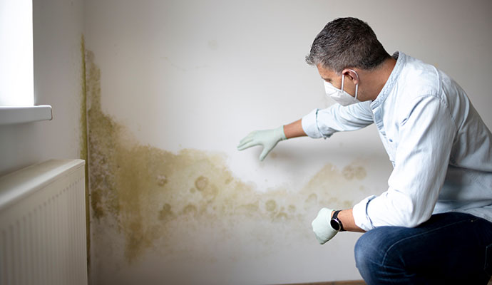 Mold remediation service