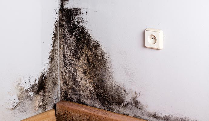 Black mold growth in the corner of the wall