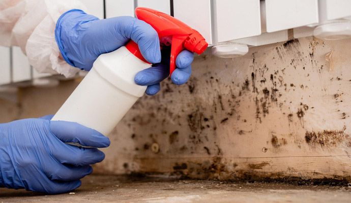 Mold decontamination service