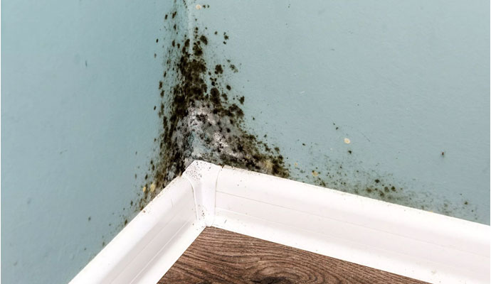 Primary Causes of Mold in DFW | Dalworth Restoration