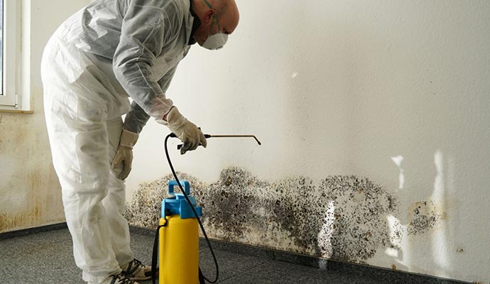 Certified professional providing mold remediation service
